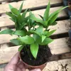 Plantas de Piedra Absorbente Plantas Verdes Piedra de Agua Acuaterrario Tanque de Selva Rocalla Paisajismo Musgo Helecho Micro-paisaje Plantas de Bonsái