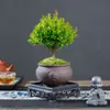 Bonsái Rojo Nan Hoja Pequeña Tronco Viejo Árbol Planta en Maceta de Interior Flor Oficina Madera Nan Dorada Planta Verde Pequeña de Escritorio