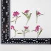 Xiangxueqiu Espécimen de Planta de Flor Real Enseñanza DIY Hecho a Mano Marco de Fotos Marcapáginas Carcasa para Teléfono Móvil Pintura de Flores Marcadas Material de Bolsa de Flores Secas