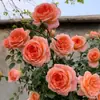 Plántulas de Rosa Trepadora, Plántulas Pequeñas, Balcón Jugoso, Florecen Todo el Año, Plantas Trepadoras, Rosas con Capullos, Enredaderas de Rosa