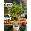 Planta de Limonero en Maceta con Fruta Comestible Planta Verde Alta para Sala de Estar Planta Grande Interior Balcón Perenne Todo el Año