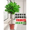Banyan Higuera Hoja Grande Planta Verde Hoja Grande Tronco Viejo Banyan Dorado Estilo Japonés Interior Sala de Estar Planta Verde Maceta Grande de Piso