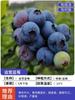 Dropshipping de plántulas de arándanos, plántulas de arándanos, plántulas de frutos grandes en macetas, plántulas de plantación norte y sur, verde ojo de conejo.
