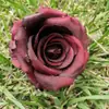 Cabeça de Rosa de Veludo, Shopping Center, Pousada, Flor de Rosa, Flor Artificial Atacado, Lembrança, Acessório de Cabeça, Decoração de Roupa, Casamento Exquisito