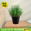 Plantas em Vasos Repelentes de Mosquitos para Uso Externo e Interno, Sementes Repelentes de Mosquitos para Varanda, Folhas de Gerânio Perfumadas para o Jardim, Purificar o Ar