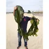 Kelp Salgado de Haste Curta Espesso Selvagem Fresco Seco Parcialmente 2,5kg Pacote