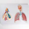 Sistema Respiratorio Grabado 2 Partes Modelo de Anatomía del Sistema Respiratorio Humano Sistema de Anatomía Pulmonar Modelo Grabado