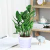 Árvore da Fortuna Planta em Vaso Grande Árvore da Fortuna Planta Verde Pequena Árvore da Fortuna Sala de Estar Escritório Flores de Interior Bonsai Cordão da Fortuna