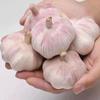 Ajo Seco 2025, Ajo Morado y Blanco, Ajo Seco de Este Año, Ajo Grande con Rico Sabor a Ajo - 2.5 kg