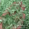 7*15mm Pedra Olho de Gato Marquise Fundo Plano Liso Acessórios para Joias DIY Acessórios Superfície de Anel Olho de Gato de Vidro Pedra Nua Inlay
