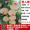 Dropshipping Árboles Jóvenes de Ciruela Azucarada Abeja Extragrande Ciruela Crujiente sin Hueso Plántulas de Fruta Semillas En Maceta Plantación en Suelo en el Sur y el Norte