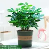 Planta Monstera em Vaso Flor de Interior Hidropônica Mesa Flores Frescas Folhagem Sempre Verde Fácil de Cuidar Árvore da Fortuna