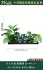 Flores Artificiais Plantas Verdes Conjunto de Divisória Decorativa Flores de Plástico e Seda Decoração de Paisagismo Arranjo de Paisagem Exibição de Janela Interna