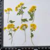Flor de Crisantemo Flor Seca Estampada DIY Hecho a Mano Gota de Pegamento Funda para Teléfono Móvil Vela Aromática Marco de Fotos Lámpara de Mesa Material para Arte de Uñas Venta al por Mayor