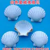 Conchas Brancas Naturais DIY Pintura Manual Grafite Adesivos de Parede Conchas de Vieiras Brancas Grandes Havaianas Atacado