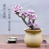 Corazón de Azúcar Morado Delicia Planta Vieja en Maceta con Múltiples Cabezas, Planta Suculenta, Flor Pequeña en Maceta, Planta Verde para Interior Balcón o Escritorio