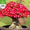 Planta en Maceta Rosa del Desierto con Doble Pétalo, Planta Verde Resistente a la Sequía, Fácil de Cuidar en Interiores o en el Balcón, Planta Suculenta Fácil de Mantener en Verano