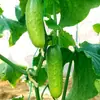 Fabricante Original al por Mayor Semillas de Melón de Otoño de Tangshan Fruta Seca Semillas de Pepino Melón de Festival Semillas de Colza de Primavera y Otoño
