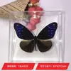 Hada Mariposa Adorno de Espécimen de Mariposa Espécimen de Insecto Real con Alas, Regalo de Cumpleaños Creativo para Estudiantes, Empaque en Caja Transparente