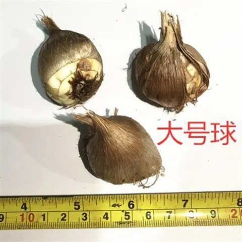 大号球