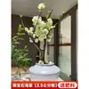 Planta de Begonia en Maceta con Capullos de Flor, Plántulas de Tocón Viejo en Forma de Corona de Larga Duración, Resistentes y Fáciles de Cuidar en Todas las Estaciones, Plantas de Doble Flor para Balcón Interior