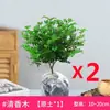 Flores em Vasos de Pimenta Cheirosa, Plantas Repelentes de Mosquitos para Interior e Exterior, Mudas, Bonsai de Tronco Velho, Plantas Verdes Murraya