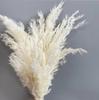 Fabricantes de origen Serie Blanca Viento INS de flores secas al por mayor Amazon Blanco pequeño Ramo de cañas DIY creativo