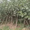 Mudas de Crataegus Dourada Estrela Grande para Plantio em Quintais no Norte e Sul, Mudas de Frutas Extra-Grandes para Enxerto e Mudas de Vasos, Envio Direto de Peça Única