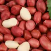 Amendoins de casca vermelha da nova safra, amendoins crus cultivados na fazenda, quatro amendoins de casca vermelha, amendoins embalados sem casca
