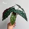 El ramo de planta verde de simulación base decoración de pared de boda ventana adornos de paisajismo interior hojas perennes colgantes al por mayor