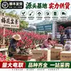 Bonsai de Ameixa Vermelha de Tronco Antigo com Botões de Flor para Envio Planta em Vaso de Ameixeira com Formato de Tronco Antigo Flores para Pátio Varanda Sala de Estar Plantas Verdes
