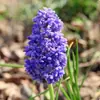 Bulbos de jacinto holandês no atacado para cultivo em solo e hidropônico, sementes de flores para plantio de outono e inverno, resistentes ao frio e florescendo no mesmo ano