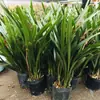 Moran planta em vaso empresa preto Phnom Penh Montanha Jinhua Flor de orquídea de Ano Novo sala de estar varanda folha larga orquídea perfumada perene o ano todo