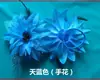 Flores de Dedo para Danza, Tocados Clásicos de Apertura Yangko, Tocados Florales para Actuación, Pulseras de Flores de Dedo, Decoraciones en Stock