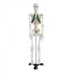 人体骨骼模型带神经85cm 人体标本模型医学模型