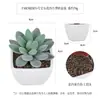 Más de 100 Tipos de Combinaciones de Plantas Suculentas Artificiales en Maceta Mini, Ventas Transfronterizas Populares, Estilo Sencillo Decoración del Hogar Flores Artificiales y Plantas Verdes, Directo de la Fábrica Fuente