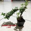 Bonsái de nieve de junio tigen de borde dorado acantilado miniatura floración árbol pequeño en maceta modelado de pila escritorio de oficina interior
