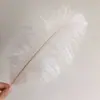 Penas de Avestruz, Penas de Ganso, Adereços para Fotos, Tecido de Fundo para Fotos de Mão, Decorações para Unhas, Enfeites