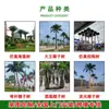 Provincia de Quang Ninh, Vietnam, Condado de Yuntun, Proyecto, Palmera Artificial Marina, Cocotero, Caso de Ingeniería Municipal, Árbol Artificial Grande Falso