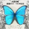 Venta Directa al Por Mayor de Fábrica de Especímenes Reales de Mariposas con Alas Extendidas, Diversos Insectos y Escarabajos, Accesorios para Fotos, Educación Científica, Especímenes Naturales