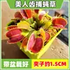 Las plantas carnívoras en maceta son plantas verdes perennes que atrapan y comen insectos, repelen mosquitos y son fáciles de mantener en balcones y en interiores.. Son flores resistentes al calor