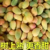 Manga Xiaotainong de Hainan 5kg Manga Xiaotainong Colhida na Hora Fruta Tropical da Estação Especialidade Manga Frete Grátis