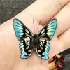 Venta Directa al Por Mayor de Fábrica de Especímenes Reales de Mariposas con Alas Extendidas, Diversos Insectos y Escarabajos, Accesorios para Fotos, Educación Científica, Especímenes Naturales