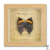 Porta-Retrato com Espécime de Borboleta Real Pintura Decorativa Europeia e Americana DIY Porta-Retrato Decorativo Avançado Decoração para Casa Presente de Aniversário