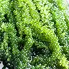 Uvas Marinas Saladas 100g Tiras de Algas Marinas Listas para Comer Verduras de Longevidad Verduras de Algas Marinas Alga Wakame Sushi Pescado Verde Mayoreo