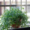 Plántulas de Cinta, Hiedra, Clorofito, Planta de Labial, Peonía, Planta de Cinta, Cinta Perla, Plantas Verdes Colgantes para Balcón de Interior