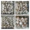 Botón Barroco de Forma Irregular Vidrio Imitación Perla Uñas Arte DIY Accesorios Componentes de Aretes Hechos a Mano Materiales Cuentas Sueltas