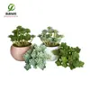 Simulación planta suculenta súper grande tamaño pequeño suculenta bonsái planta verde flor de plástico en maceta micro paisaje con pared vegetal