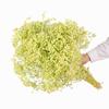 Atacado Gipsofila Flor Imortal Gipsofila Buquê de Flor Seca Material DIY Presente Dia das Mães Flor Presente Barraca de Rua