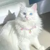 Luz de noite estilo novo contas de ametista pingente de coração colar gato e cachorro pequenos acessório simples universal multicolorido ajustável